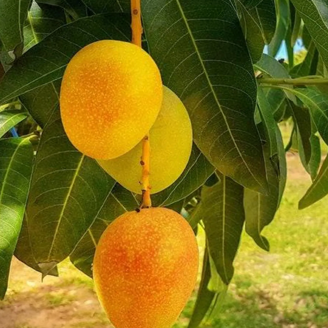 Grafted Alphonso Mango Tree