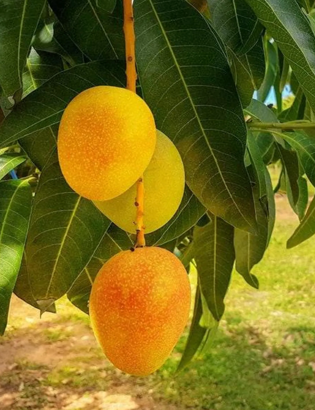 Grafted Alphonso Mango Tree