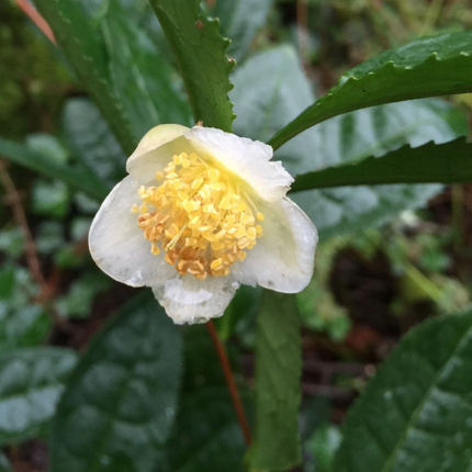 Tea Leaf Plant - Camellia Plant
