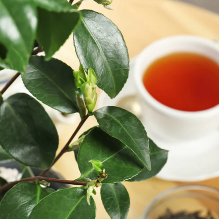 Tea Leaf Plant - Camellia Plant