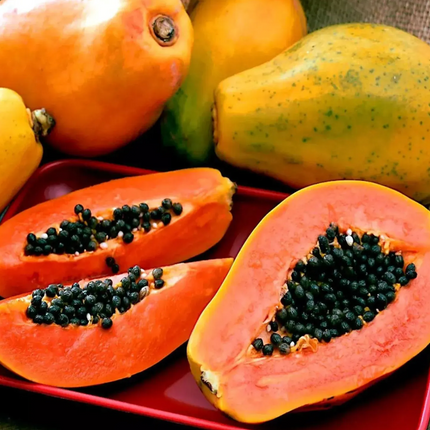 Dwarf Red Lady Papaya Tree