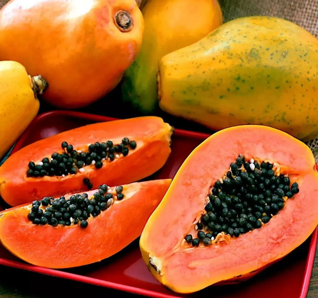 Dwarf Red Lady Papaya Tree