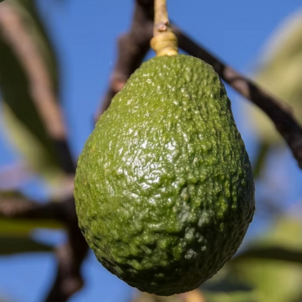 Grafted Florida Hass Avocado Tree