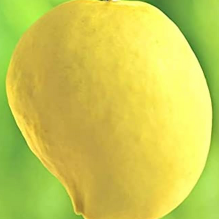 Grafted Sein Ta Lone (Guava) Mango Tree