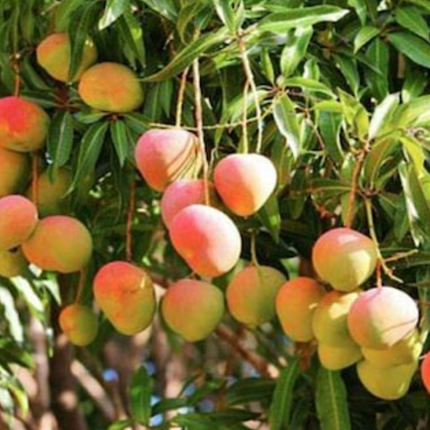 Grafted Phoenix Mango Tree