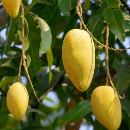 Grafted Orange Sherbet Mango Tree