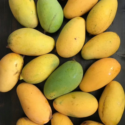 Grafted Lemon Meringue (PPK) Mango Tree