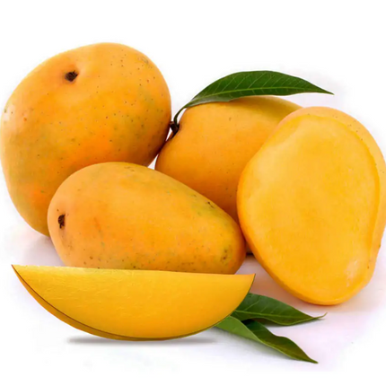 Grafted Kesar Mango Tree