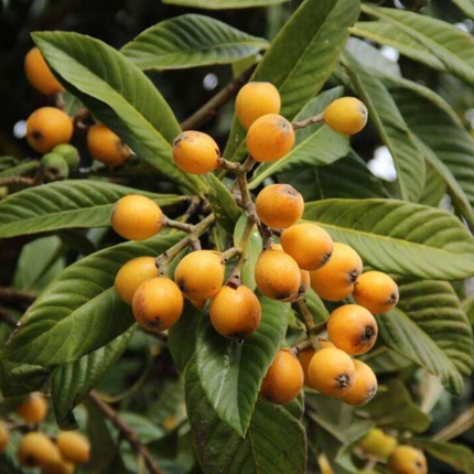 Grafted Oliver Loquat (Japanese Plum) Trees
