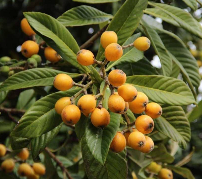Grafted Oliver Loquat (Japanese Plum) Trees