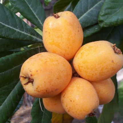 Grafted Champagne Loquat (Japanese Plum) Trees