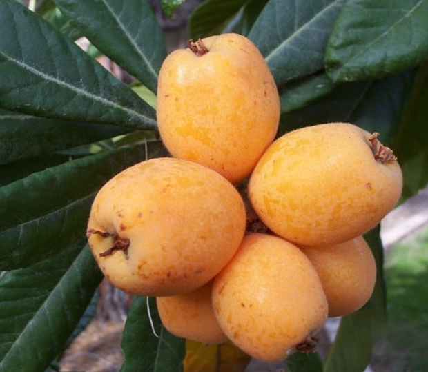 Banner image for: <h2>Exotic Fruit Trees</h2>