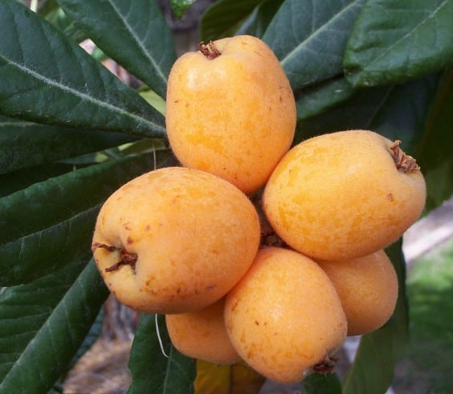 Grafted Champagne Loquat (Japanese Plum) Trees