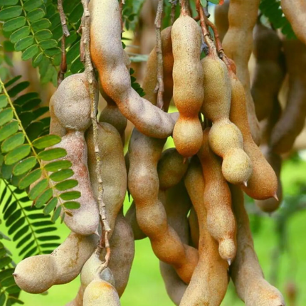 Air-layered Thai Sweet Tamarind Tree
