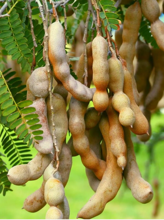 Air-layered Thai Sweet Tamarind Tree