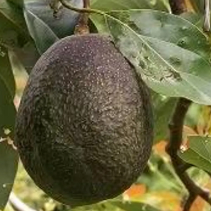 Grafted Maria Black Avocado Tree