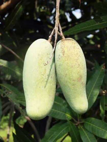 Grafted Cat Saigon Mango Tree
