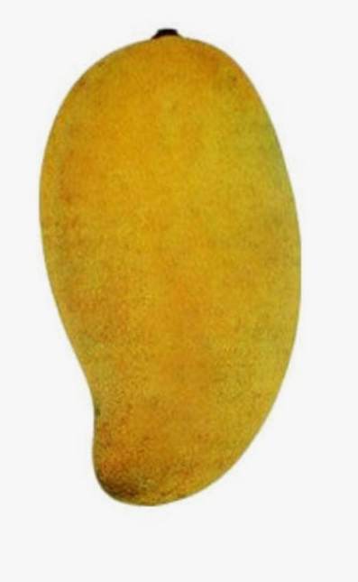 Grafted Okrung Mango Tree