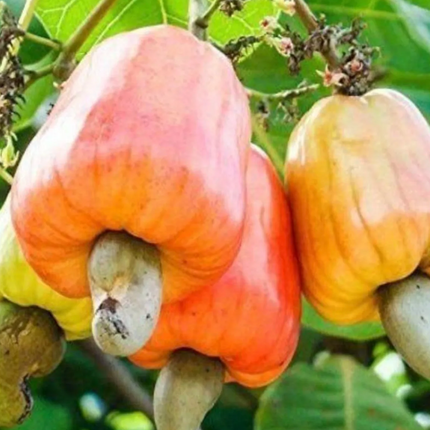 Grafted Cashew Tree