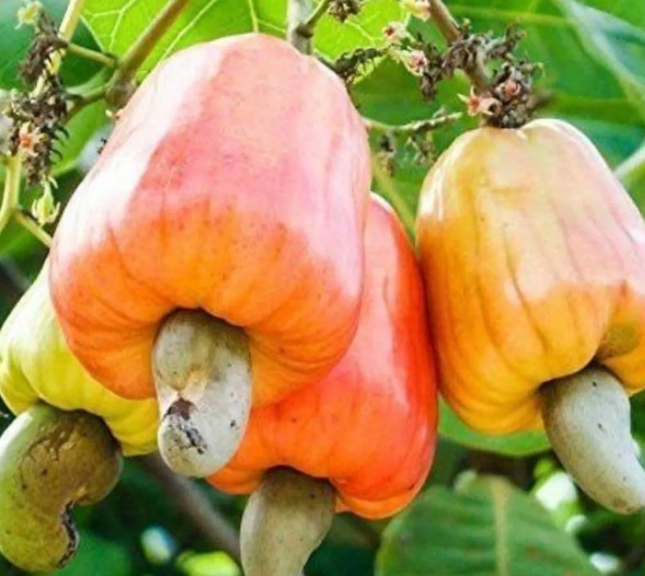 Grafted Cashew Tree