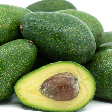 Grafted Fuerte Avocado Tree
