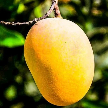Grafted Florigon Mango