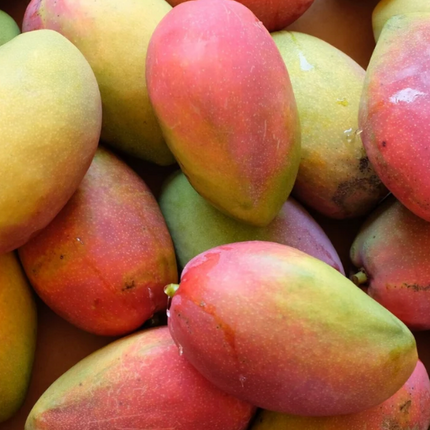 Grafted Cogshall Mango Tree