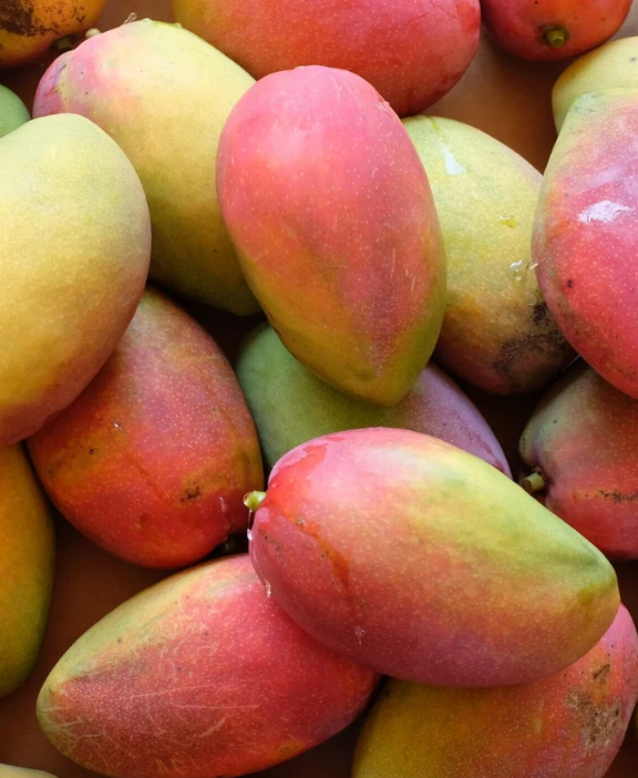 Grafted Cogshall Mango Tree