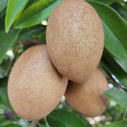Grafted Sapodilla Alano Tree