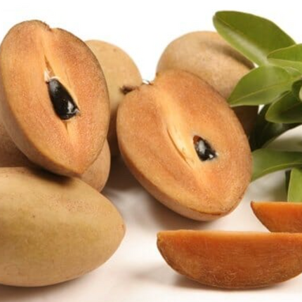 Grafted Sapodilla Alano Tree