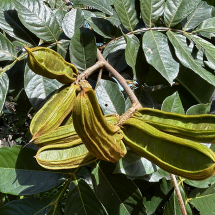 Ice Cream Bean Tree