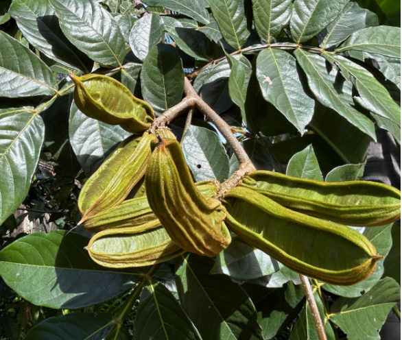 Ice Cream Bean Tree