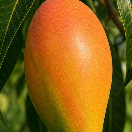 Grafted Angie Mango Tree