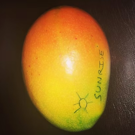 Grafted Sunrise Mango Tree