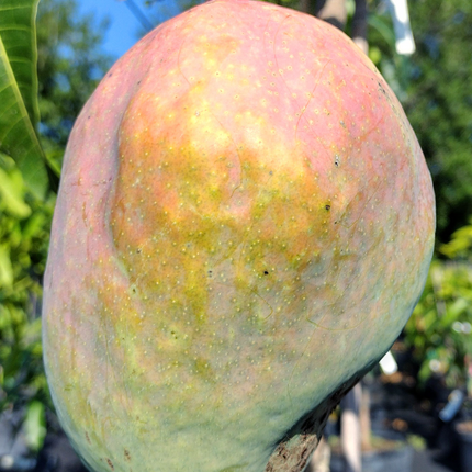Grafted Ugly Betty Mango Tree