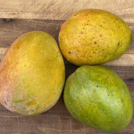 Grafted Ugly Betty Mango Tree