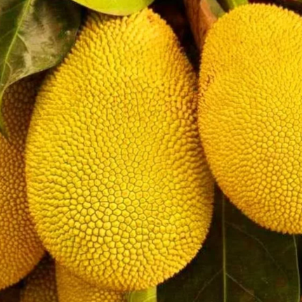 Grafted Honey Gold Jackfruit Tree