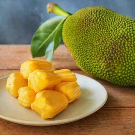 Grafted Honey Gold Jackfruit Tree