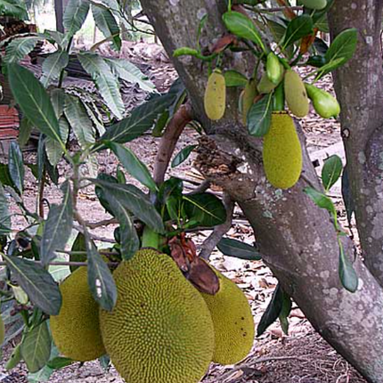 Grafted Cantaloupe Jackfruit Tree