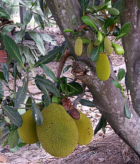 Grafted Cantaloupe Jackfruit Tree