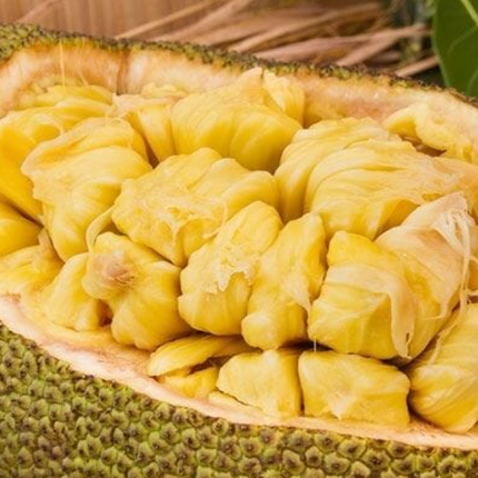 Grafted Cantaloupe Jackfruit Tree