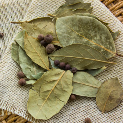 Air-layered Bay Leaf Tree