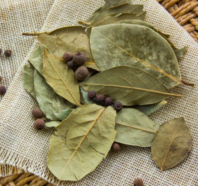 Air-layered Bay Leaf Tree