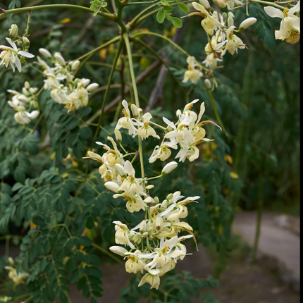 Moringa Tree