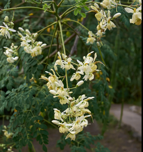 Moringa Tree