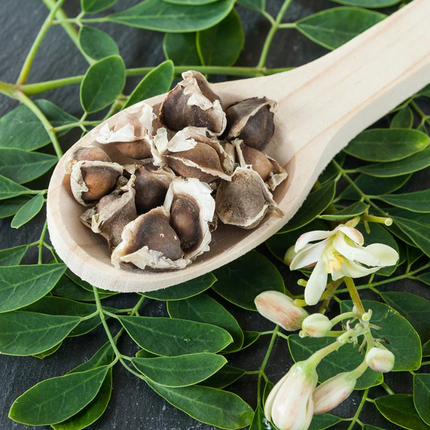 Moringa Tree