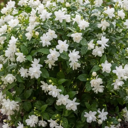 Sambac/Arabian Jasmine Plant - 2-3ft tall