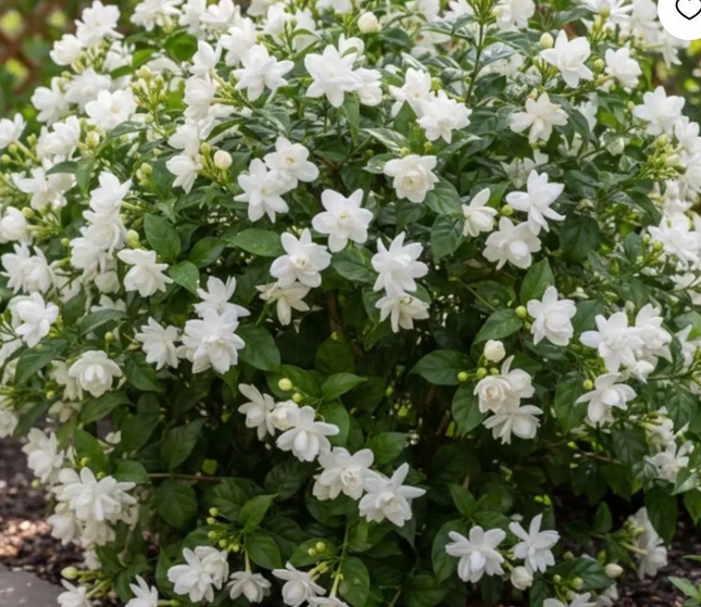 Sambac/Arabian Jasmine Plant - 2-3ft tall