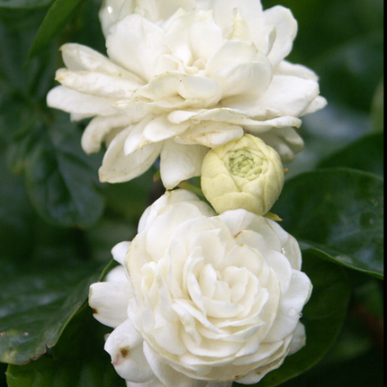 Grand Duke Tuscany Jasmine Plant - 2-3ft tall