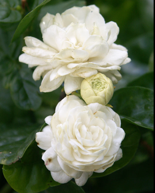 Grand Duke Tuscany Jasmine Plant - 2-3ft tall